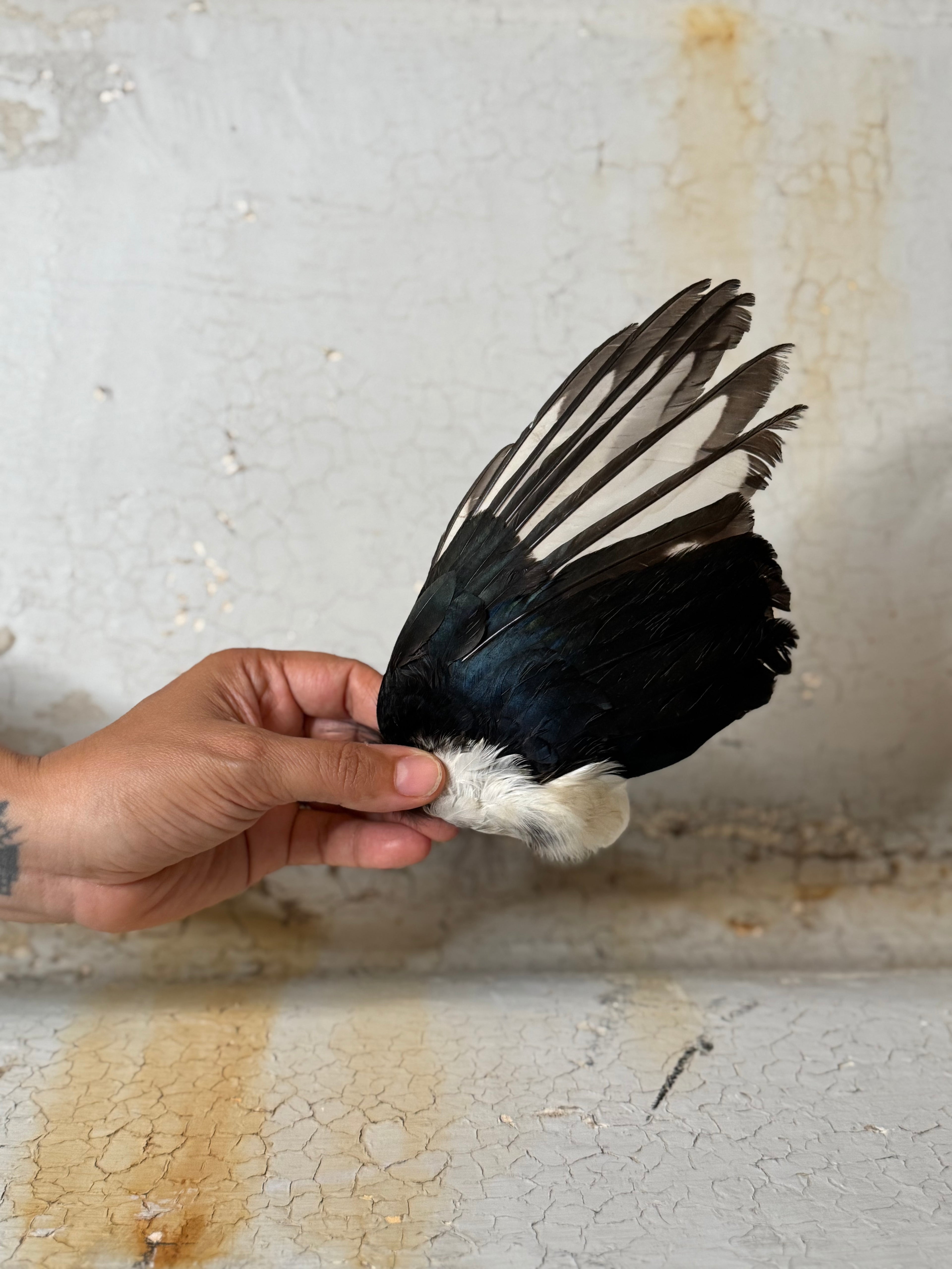 handmade feather fans
