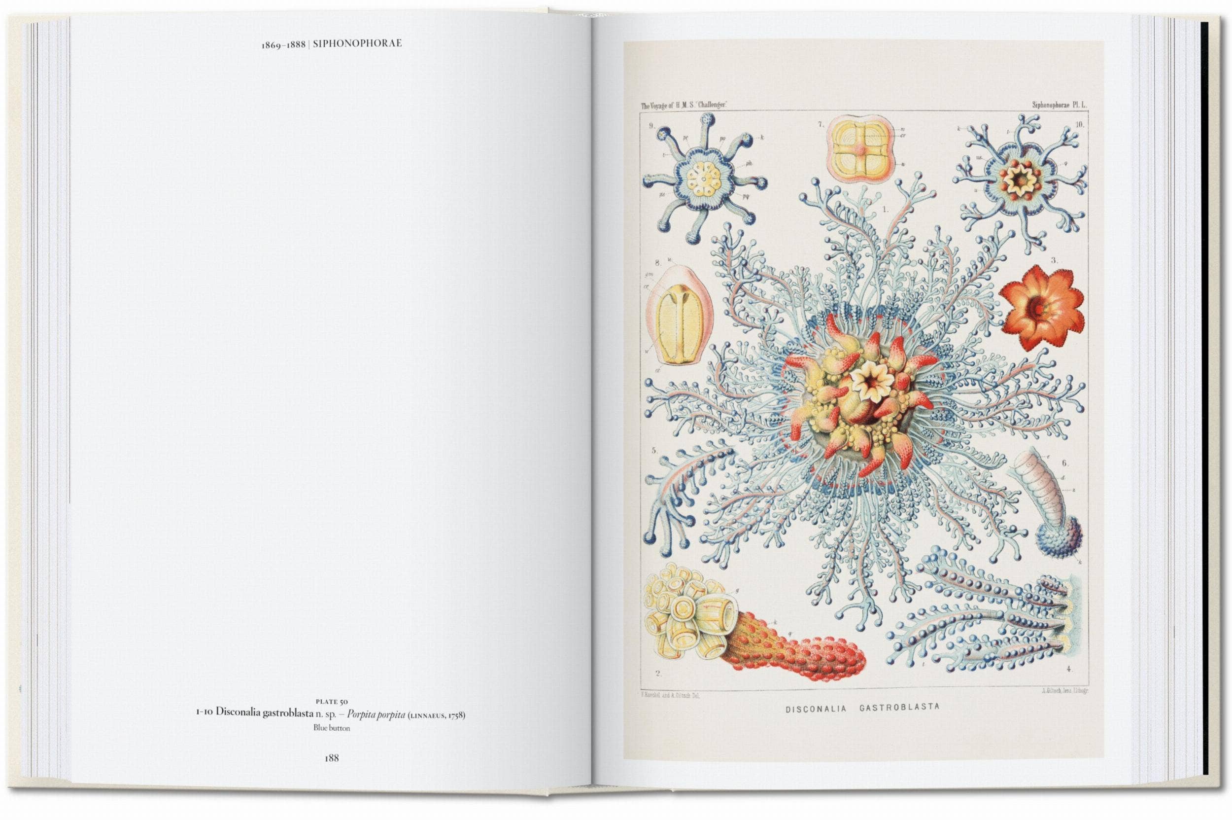The Art and Science of Ernst Haeckel. 45th Ed