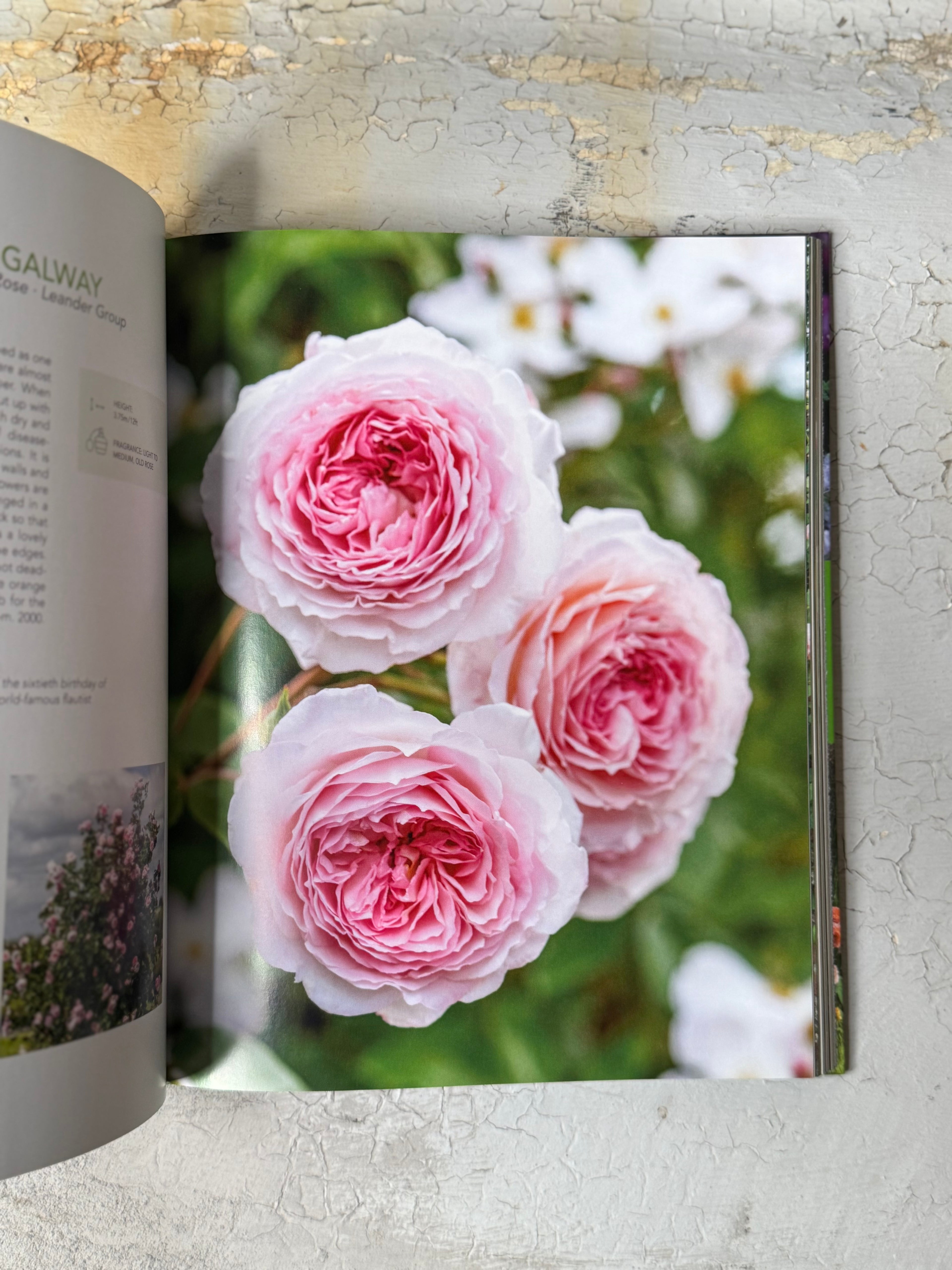 David Austin's english roses