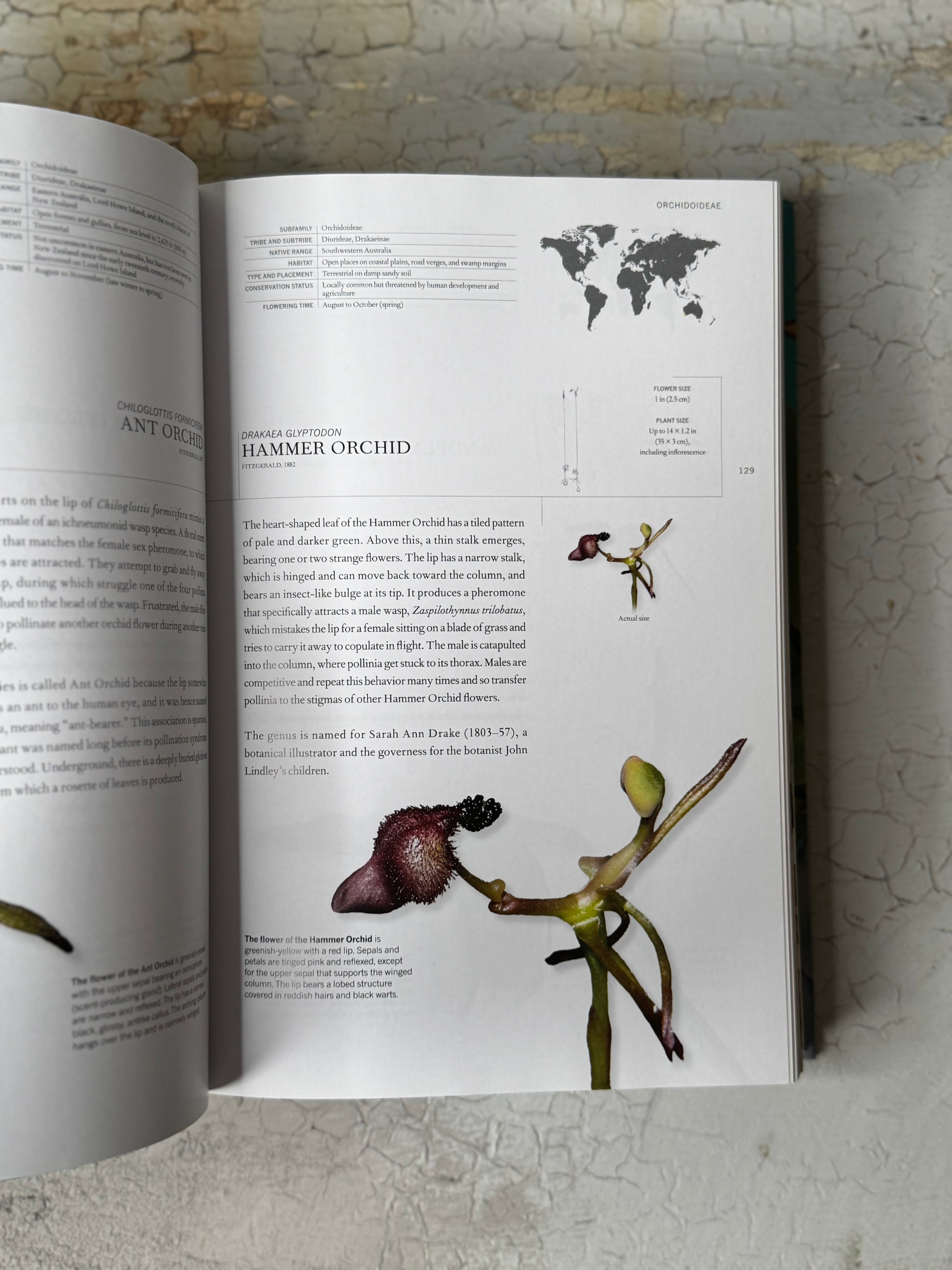 The Book of Orchids by  Mark W. Chase, Maarten J. M. Christenhusz, and Tom Mirenda