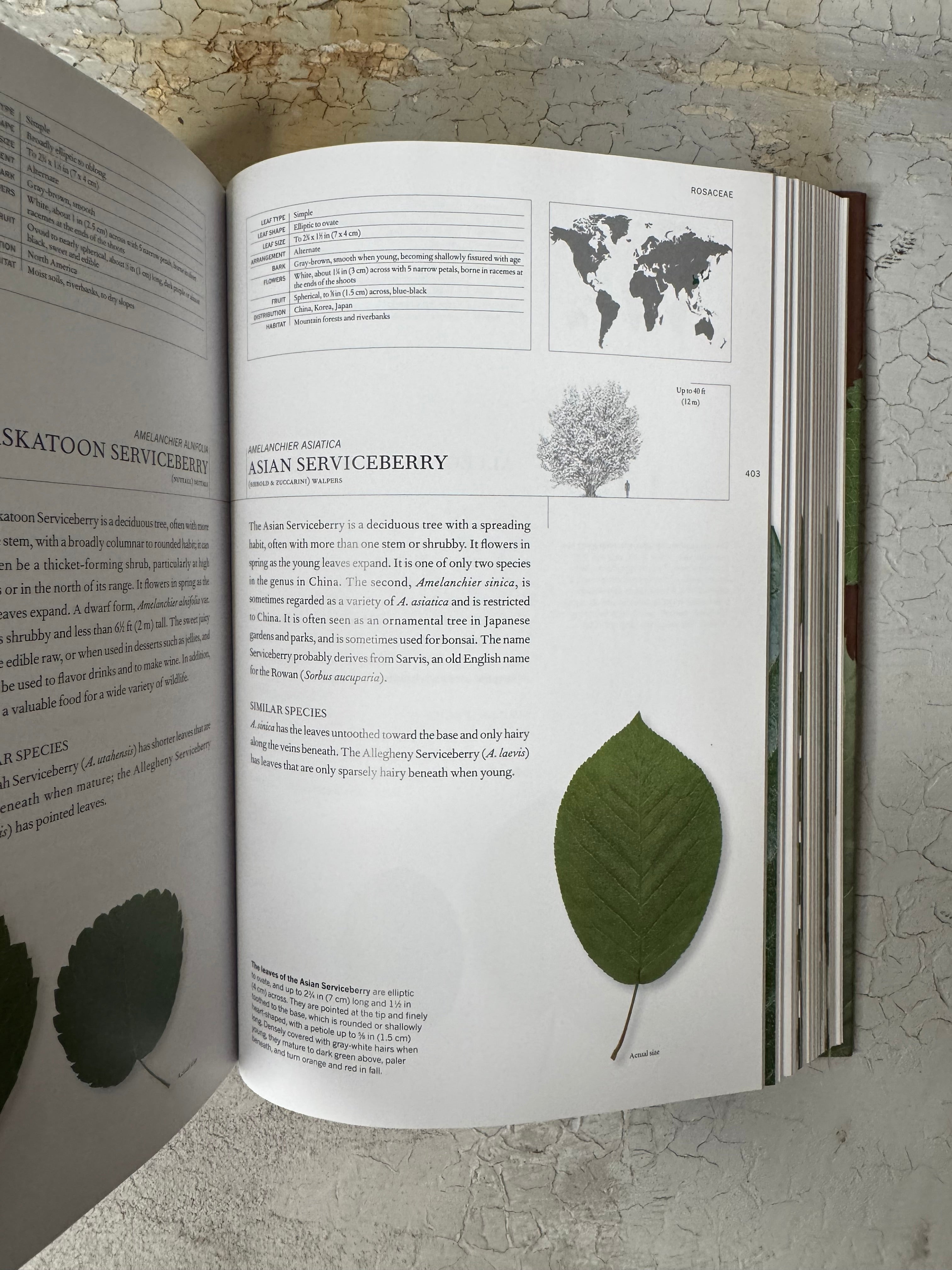 The Book of Leaves with Allen J. Coombes ,  Zsolt Debreczy  (Editor)