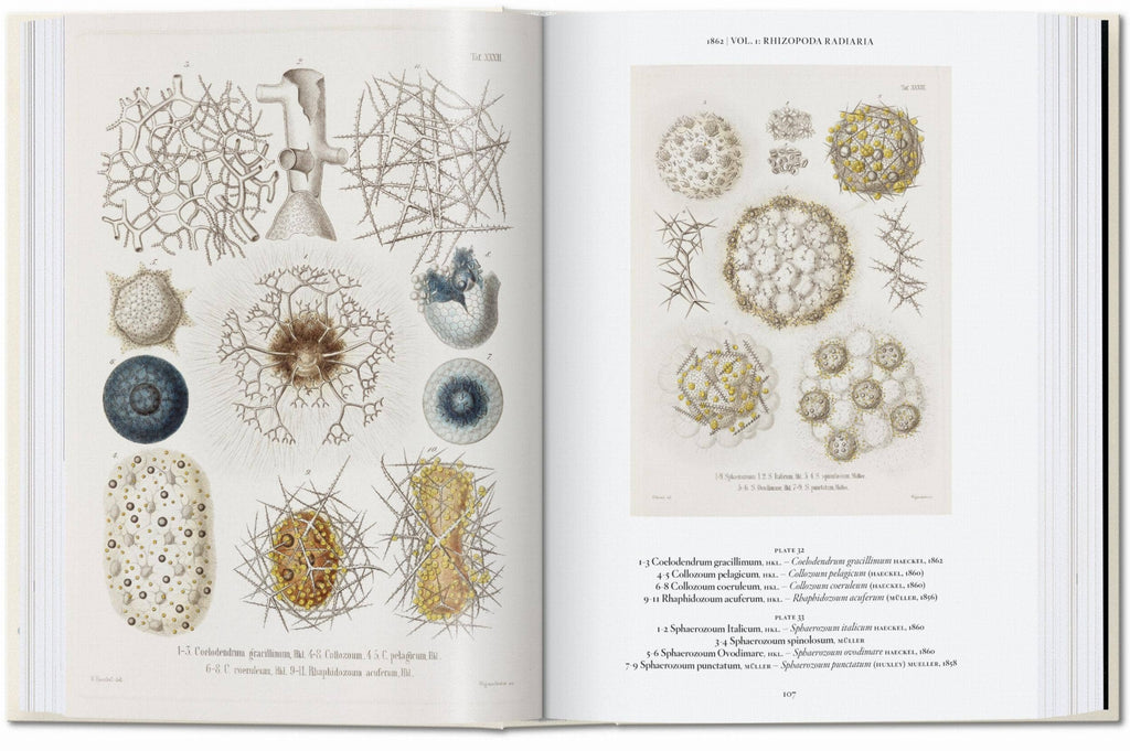 The Art and Science of Ernst Haeckel. 45th Ed