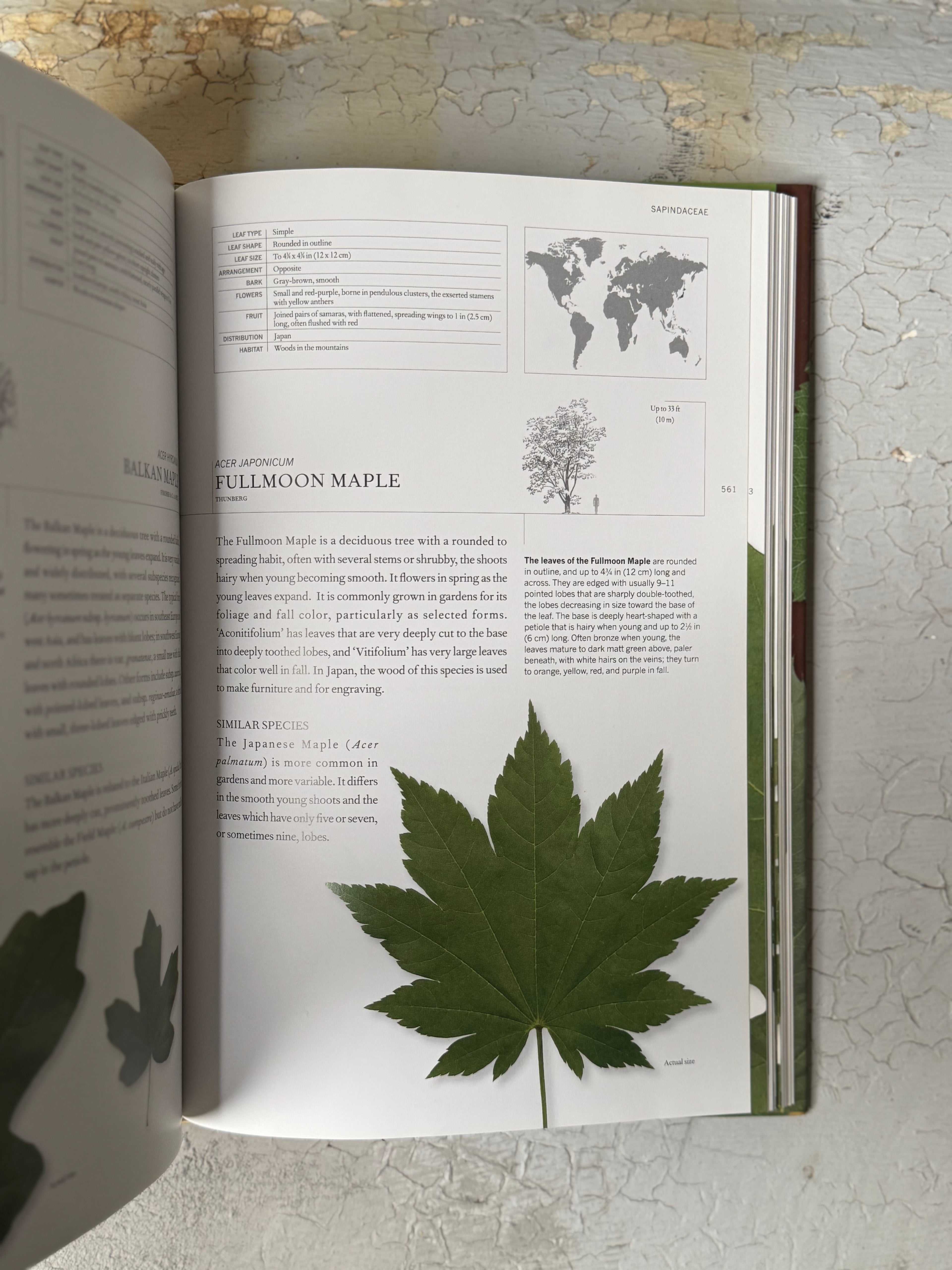 The Book of Leaves with Allen J. Coombes ,  Zsolt Debreczy  (Editor)