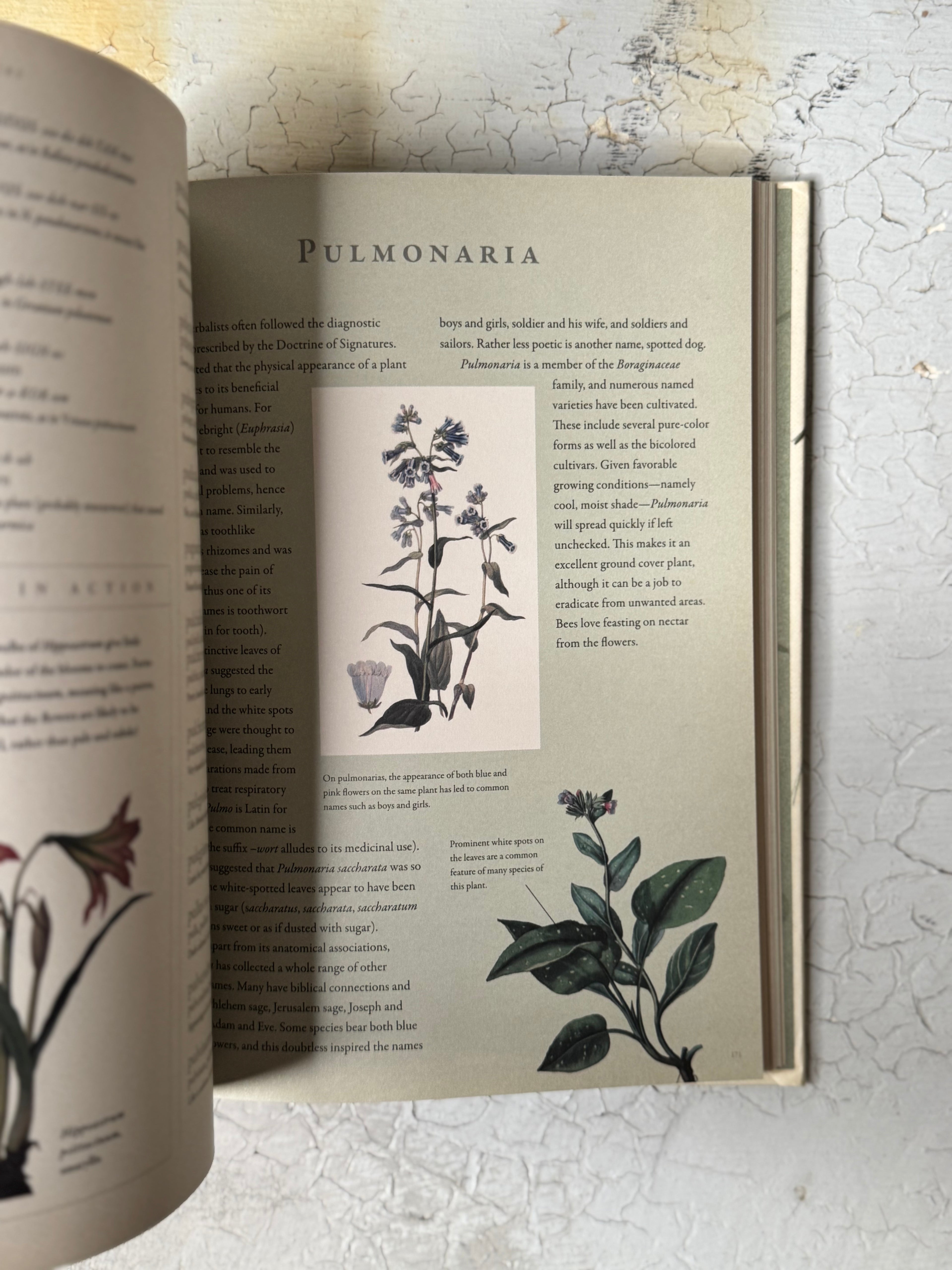 Latin for Gardeners Over 3,000 Plant Names Explained and Explored by Lorraine Harrison