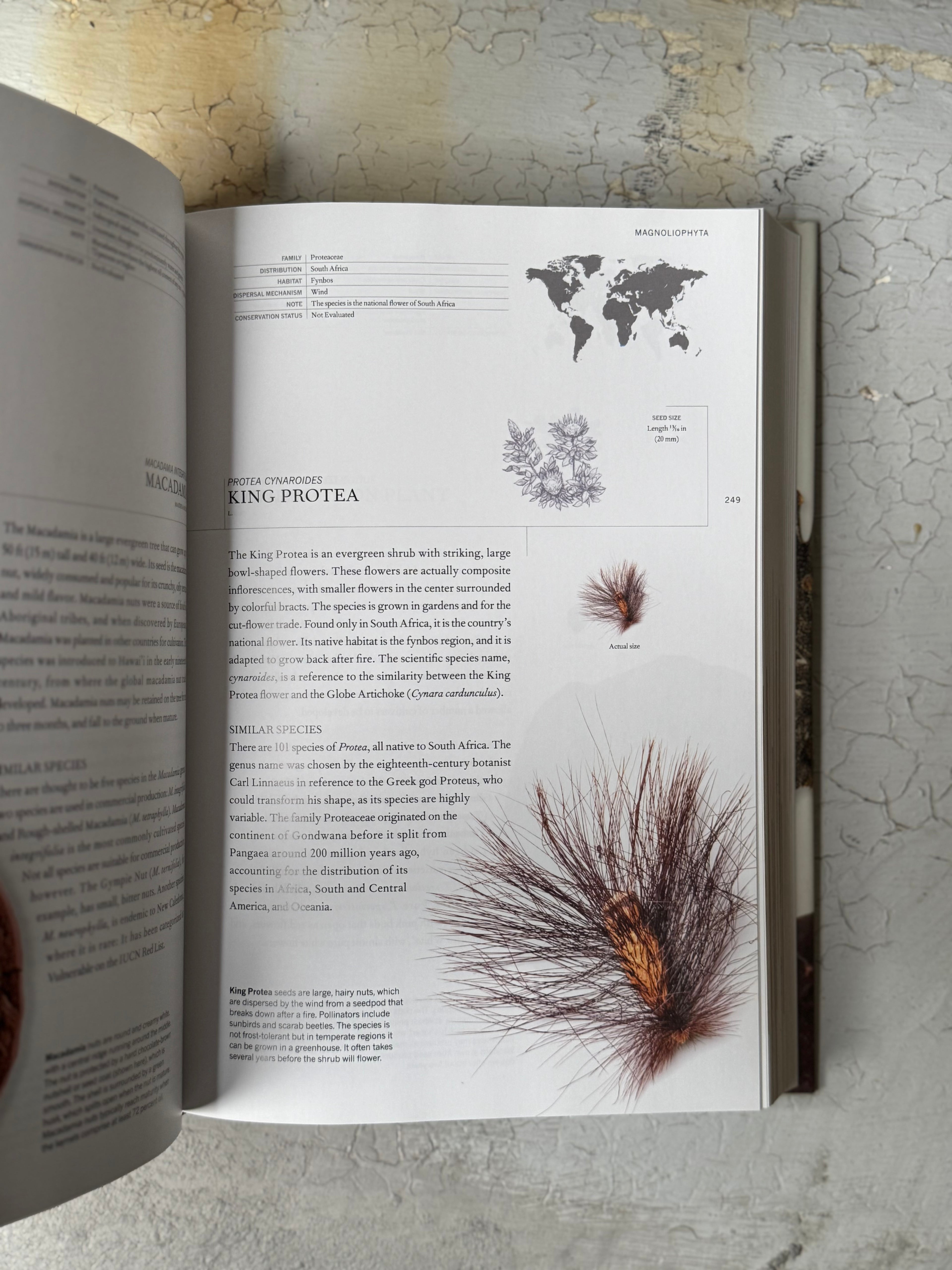 The Book of Seeds  Edited by Paul Smith
