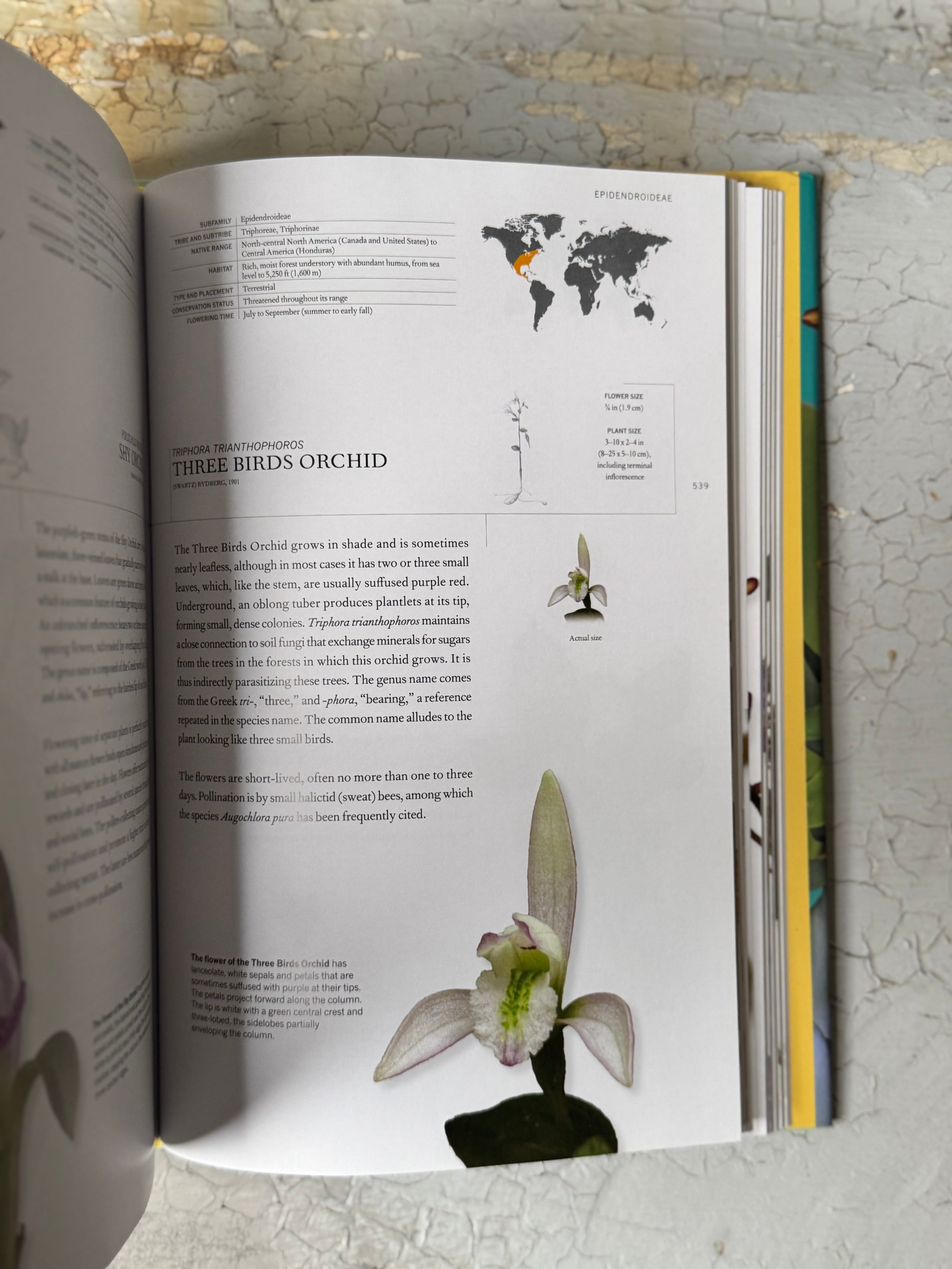 The Book of Orchids by  Mark W. Chase, Maarten J. M. Christenhusz, and Tom Mirenda