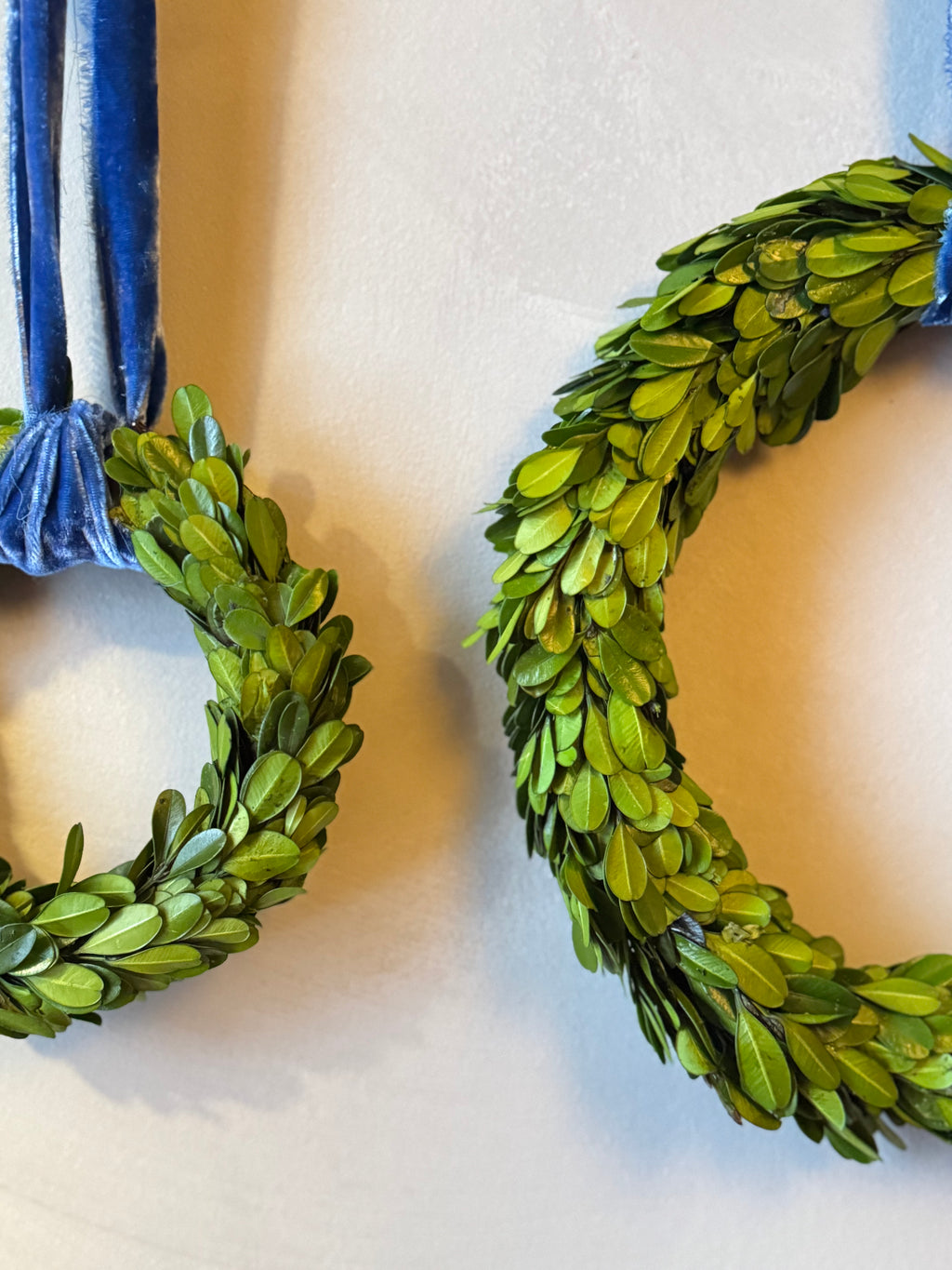 preserved boxwood wreaths with raw indigo velvet ribbon - 3 sizes