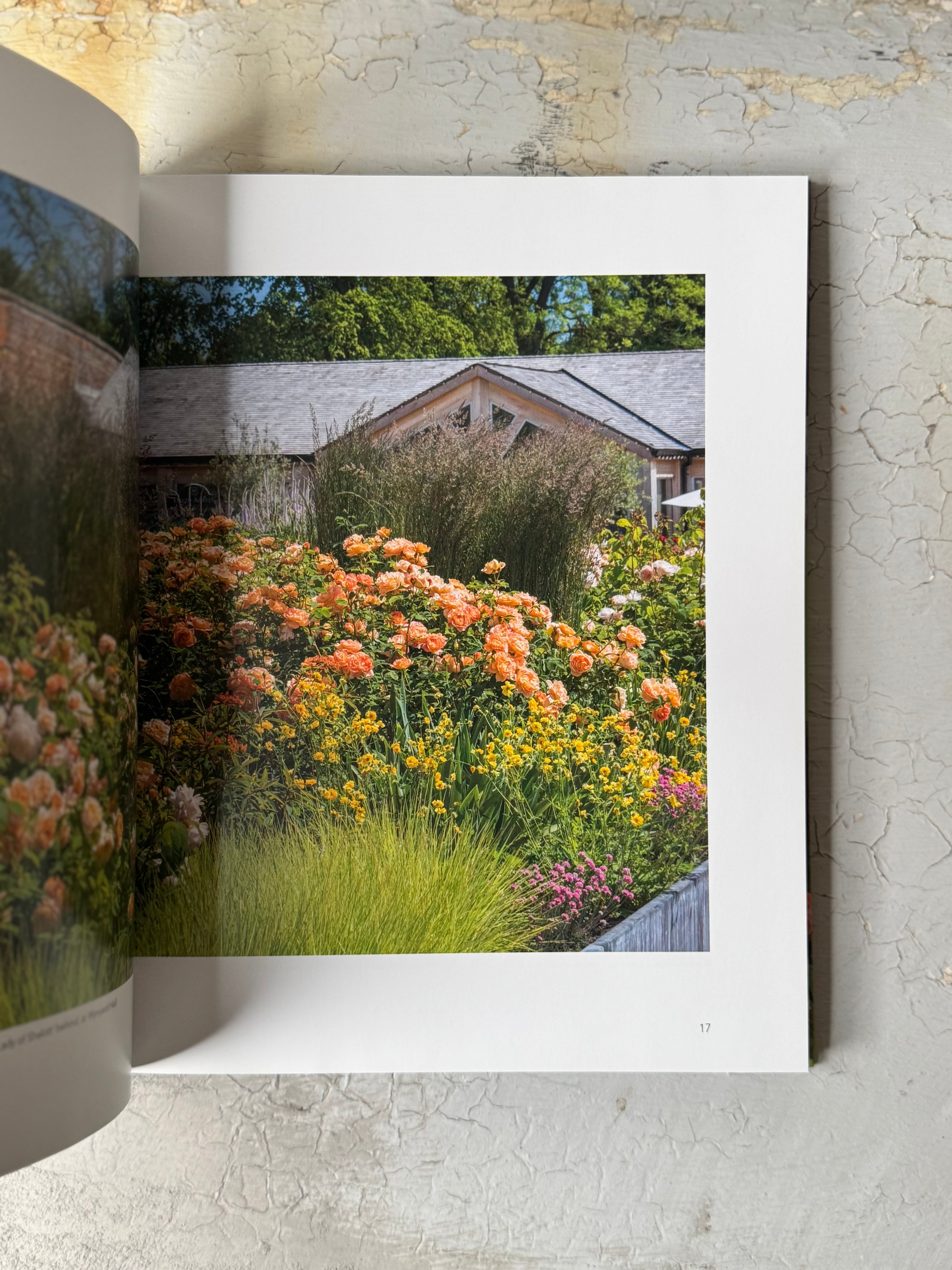 David Austin's english roses