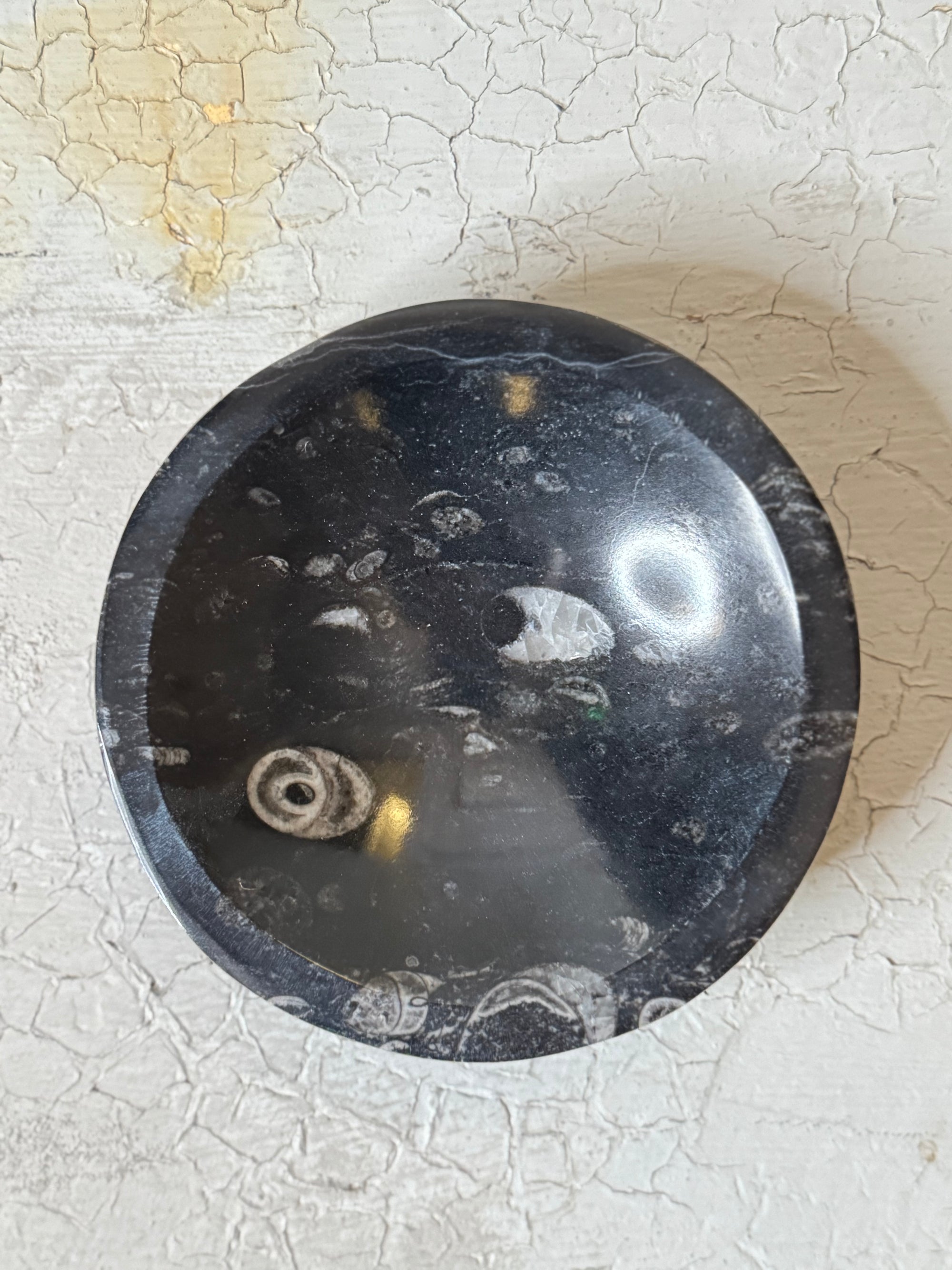 Orthoceras  Bowl