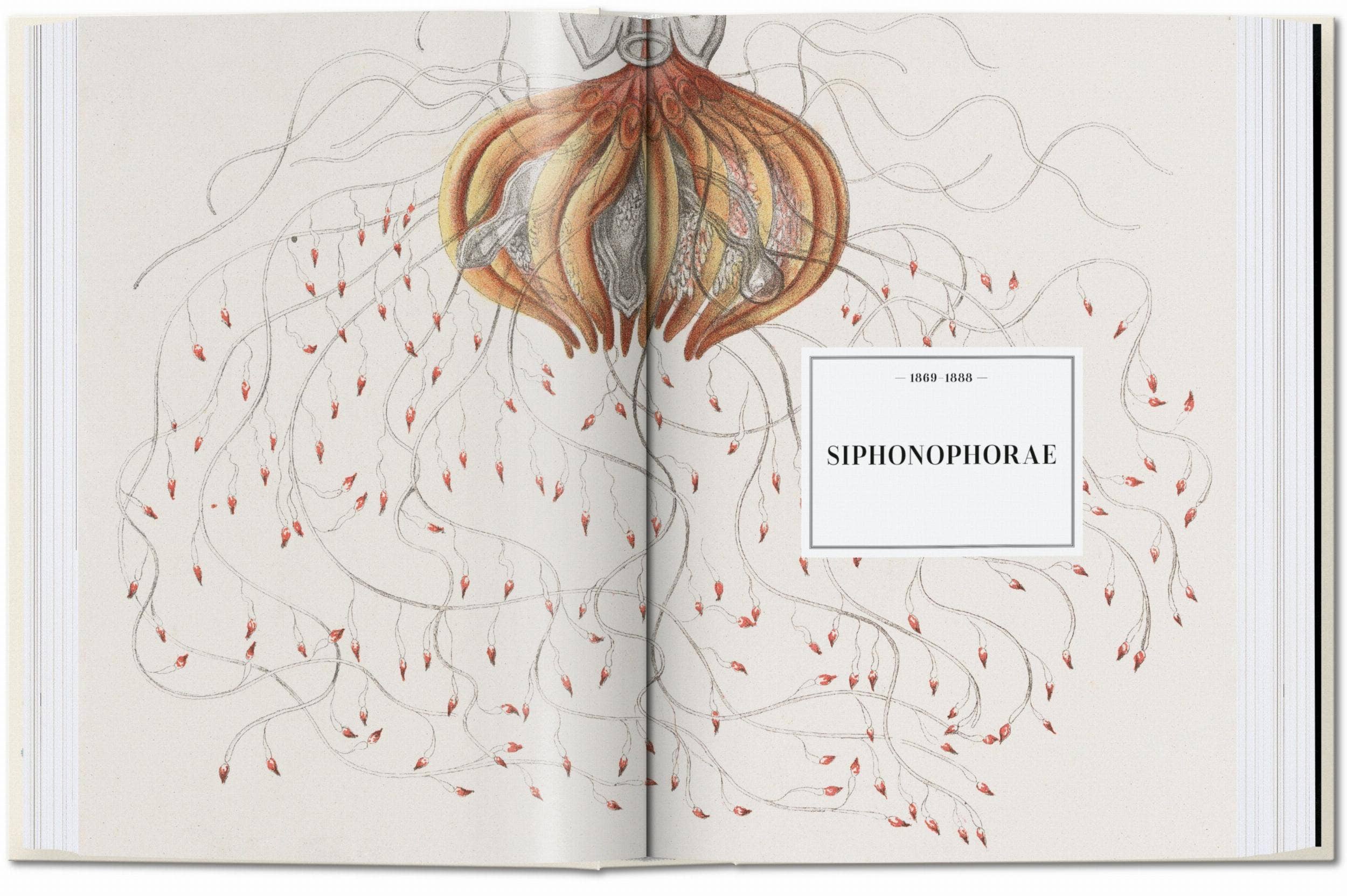 The Art and Science of Ernst Haeckel. 45th Ed