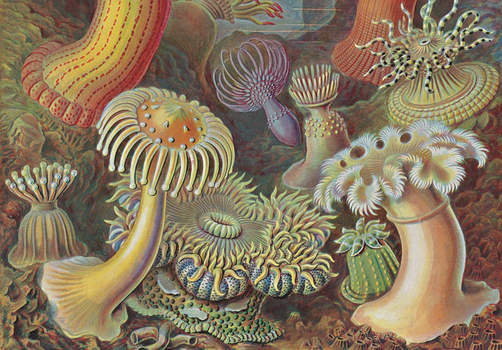 The Art and Science of Ernst Haeckel. 45th Ed